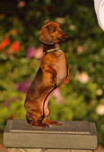 DOG 05 RK0241 01
Dachshund Standing On Hind Feet
