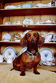 DOG 05 RK0242 07
Dachshund Sitting By China Cabinet