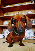 DOG 05 RK0242 08
Dachshund Sitting By China Cabinet