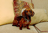 DOG 05 RK0245 01
Dachshund Sitting On Couch With Pillows