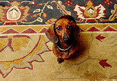 DOG 05 RK0246 01
Dachshund Looking Up At Camera Sitting On Oriental Rug