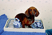 DOG 05 RK0247 02
Dachshund Sitting In Tea Server By Teapot And Cup