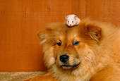 DOG 05 RK0248 06
Head Shot Of Chow Chow Dog With Hamster On Head