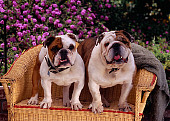 DOG 05 RK0261 12
Two Bulldogs Sitting On Wicker Chair By Pink Flowers