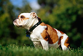 DOG 05 RK0262 10
Bulldog Sitting On Grass