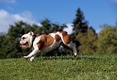 DOG 05 RK0264 03
Bulldog Running On Grass
