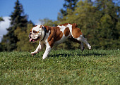 DOG 05 RK0264 04
Bulldog Running On Grass