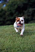 DOG 05 RK0265 01
Bulldog Running On Grass Towards Camera