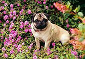 DOG 05 RK0266 02
Pug Sitting Among Purple Flowers