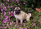 DOG 05 RK0266 04
Pug Sitting Among Purple Flowers