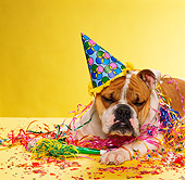 DOG 05 RK0272 02
Bulldog Laying By Party Decorations On Yellow Seamless Studio
