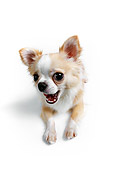 DOG 05 RK0279 07
Gold And White Long-haired Chihuahua Laying On White Seamless Studio