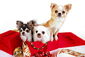 DOG 05 RK0283 03
Three Long-haired Chihuahuas Sitting In Christmas Box On White Seamless Studio