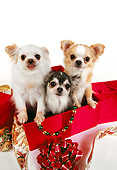 DOG 05 RK0284 10
Three Long-haired Chihuahuas Sitting In Christmas Box On White Seamless