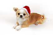 DOG 05 RK0285 02
Gold And White Chihuahua Wearing Santa Hat On White Seamless
