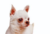 DOG 05 RK0292 01
Head Shot Of White Longhair Chihuahua On White Seamless