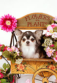 DOG 05 RK0293 09
Long-haired Chihuahua Sitting In Flower Cart White Seamless