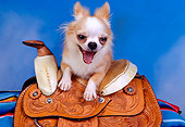 DOG 05 RK0301 02
Long-haired Gold And White Chihuahua Laying On Saddle Blue Sky Background