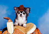 DOG 05 RK0303 12
Long-haired Chihuahua Wearing Cowboy Hat Sitting On Saddle