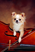 DOG 05 RK0304 06
Gold And White Long-haired Chihuahua Laying On Cello Brown Background