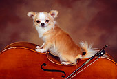 DOG 05 RK0305 03
Gold And White Long-haired Chihuahua Sitting On Cello Brown Background