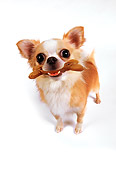 DOG 05 RK0409 01
Gold And White Longhair Chihuahua With Bone In Mouth On White Seamless