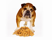 DOG 05 RK0410 01
Bulldog Standing With Pile Of Bones On White Seamless Studio