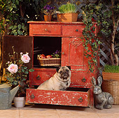 DOG 05 RS0013 03
Pug Sitting In Garden Cabinet