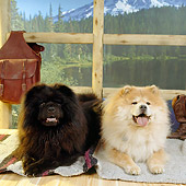 DOG 05 RS0016 02
Two Chow Chows Laying On Mat By Window With View Of Lake Mountains Trees