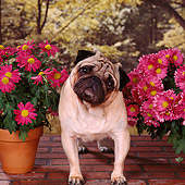 DOG 05 RS0019 04
Portrait Of Pug By Potted Flowers Trees Background