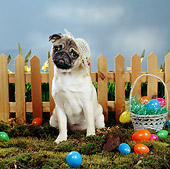 DOG 05 RS0021 01
Pug Wearing Hat By Basket Of Eggs