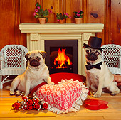 DOG 05 RS0023 01
Bride And Groom Pug By Fireplace