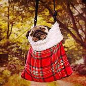 DOG 05 RS0031 03
Head Shot Of Pug Sleeping In Hanging Bag