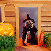DOG 05 RS0038 04
Pug Dressed In Witch Costume By Pumpkin