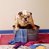 DOG 05 RS0052 01
Bulldog Sitting In Washtub