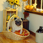 DOG 05 RS0072 04
Pug Standing In Basket Of Autumn Leaves Indoors