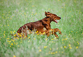DOG 06 AB0003 01
Irish Setter Running Through Meadow