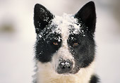 DOG 06 AB0004 01
Head Shot Of Karelian Bear Dog In Snow