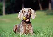 DOG 06 CB0001 01
Weimaraner Laying On Grass With Tennis Ball In Mouth