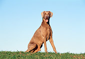 DOG 06 CB0005 01
Weimaraner Sitting On Grass