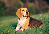 DOG 06 CB0011 01
Portrait Of Beagle Sitting In Grass With Pink Ball