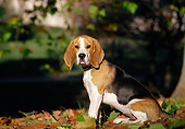 DOG 06 CB0016 01
Portrait Of Beagle Sitting In Fallen Leaves