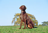 DOG 06 CB0018 01
German Shorthaired Pointer Sitting On Grass