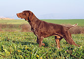 DOG 06 CB0020 01
German Shorthaired Pointer Walking Through Grass