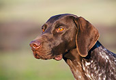 DOG 06 CB0021 01
Head Shot Of German Shorthaired Pointer