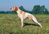 DOG 06 CB0023 01
Pointer Standing In Field Pointing