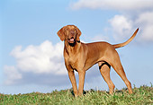 DOG 06 CB0024 01
Vizsla Standing On Grass
