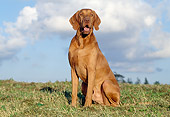 DOG 06 CB0025 01
Vizsla Sitting On Grass