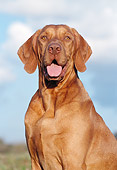 DOG 06 CB0026 01
Portrait Of Vizsla Sitting On Grass
