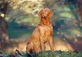 DOG 06 CB0027 01
Vizsla Sitting On Grass And Fallen Leaves